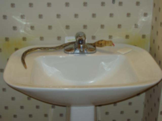 P9040097.JPG - Snake on a sink, better than Snakes on a Plane