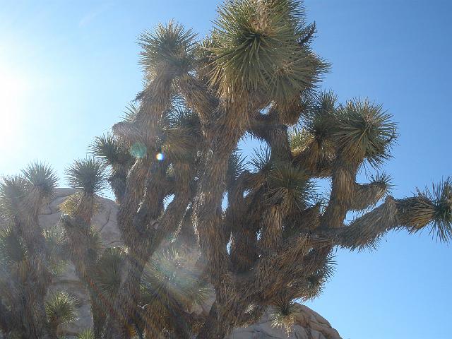 P2180931.JPG - A Joshua tree in the sunlight