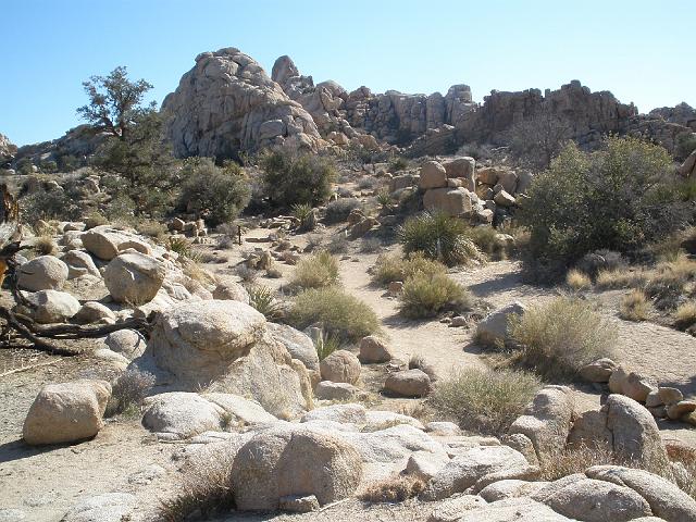 P2180938.JPG - Nice scenery at Joshua Tree