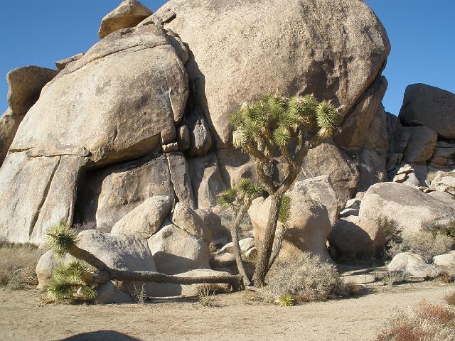 P2180947.JPG - A weird-looking Joshua Tree