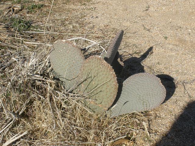 P2180948.JPG - The prickly pear cactus