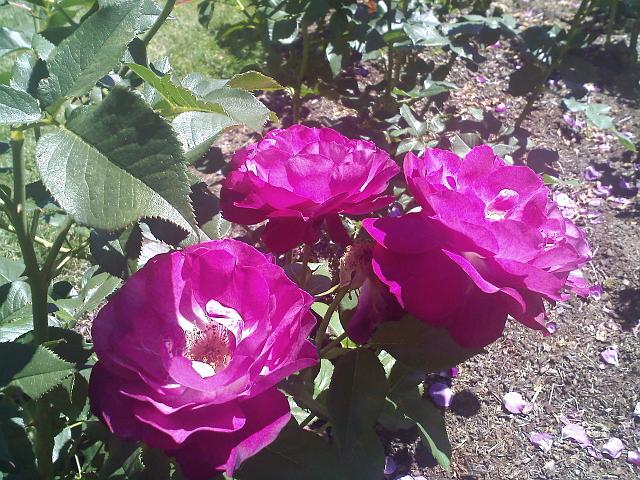 0630091426.jpg - In the Rose Garden