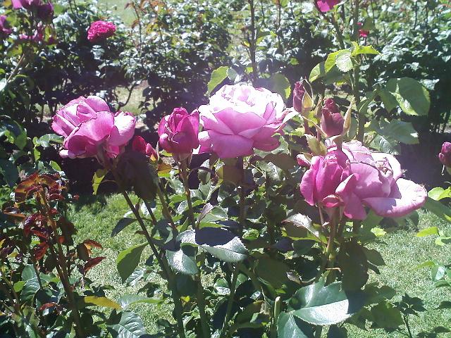 0630091428a.jpg - Still more roses!