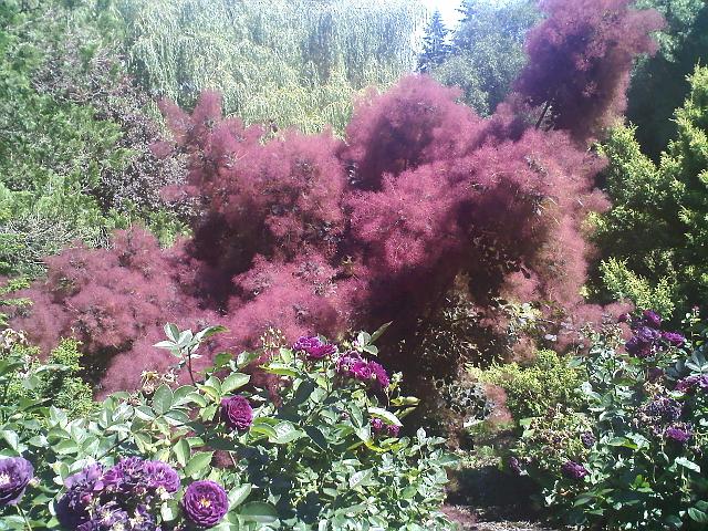 0630091436.jpg - A weird fuzzy plant, nice purple color