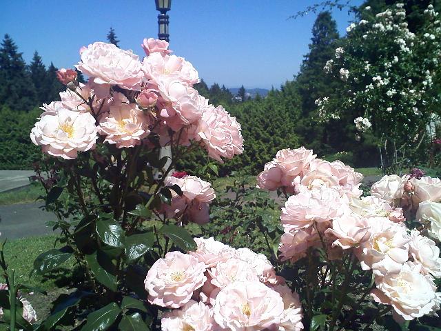 0630091509.jpg - More of the park and the Rose garden