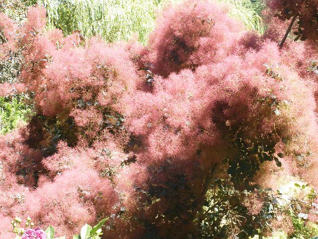 P6301313.JPG - A fuzzy plant, certainly not a rose