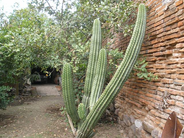 P2100265.JPG - Big cactus