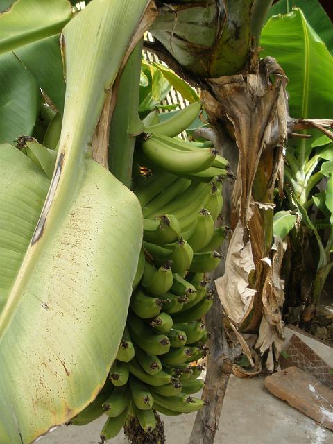 P2100275.JPG - Banana tree