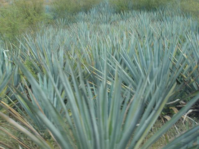 P2100296.JPG - The blue agave plant, used to amke tequila