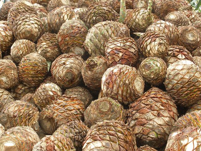 P2100298.JPG - The "pineapples" from the inside of the blue agave plants