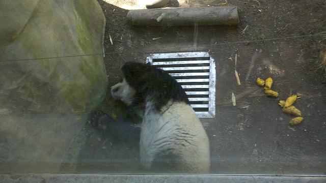 2011-04-26_14-34-29_995.jpg - Sleeping panda