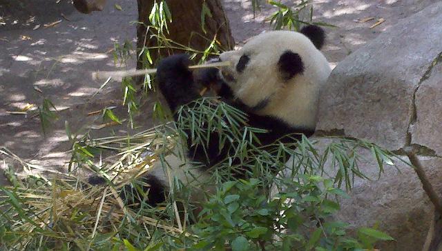 2011-04-26_14-36-43_65.jpg - Panda eating bamboo