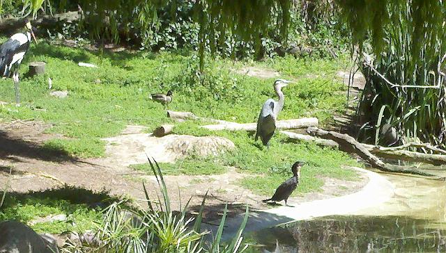 2011-04-26_15-05-53_815.jpg - Zoo