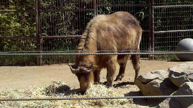 2011-04-26_15-10-16_6.jpg - Zoo