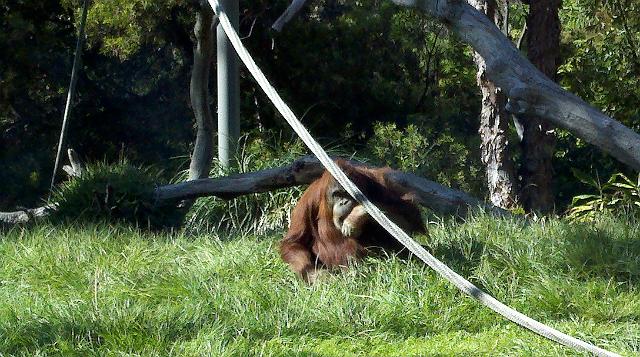 2011-04-26_16-38-16_554.jpg - Zoo