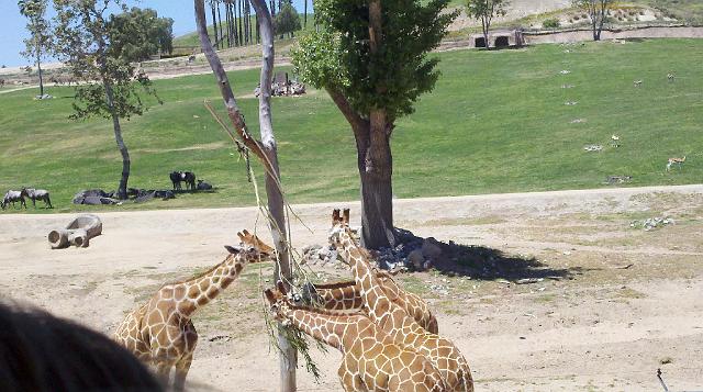 2011-04-27_13-15-44_155.jpg - Safari Park