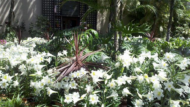 2011-04-29_11-02-25_802.jpg - Balboa Park - botanical garden