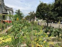 Community garden in the University District